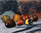 Live Freshwater Aquarium Fish -  6  Varied Nerite Snails - 6 Pack Of Mixed Nerit