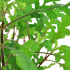Hygrophila Pinnatifida Aquarium Freshwater Live Plants