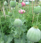 1 000 Qis Bowling Ball Poppy Seeds - The Largest P  Somniferum Poppy Fresh Seeds