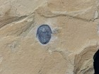 Trilobite-monster Cedaria Minor From The Weeks Formation Of Utah-fossils Crinoid