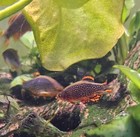 Celestial Pearl Danio galaxy Rasbora 3 Pack Live Nano Fish Usa Hobbyist Bred 