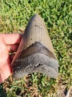 5 1 4  Huge Megalodon Shark Tooth Teeth Fossil Jaws Ice Age Miocene Symmetrical 
