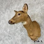  30250 N   Whitetail Deer Doe Shoulder Taxidermy Mount For Sale