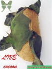 Luna Moth  saturniidae  Actias Luna  - 2 Live Cocoons In Diapause   Cage