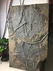 Large And Exquisite Crinoid Fossils From The Prehistoric Jurassic Biota In Chin