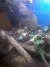 Land Hermit Crab Food 15 2x2