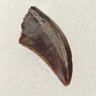 Acheroraptor  0 50  Tooth Fossil - Hell Creek Fm  - Harding Co   Sd