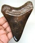 Megalodon Shark Tooth - 4 16  - Real Fossil Shark Teeth - No Restorations