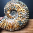 2 47kg Rare Natural  Ammonite  Specimen   Md3440