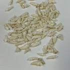 Lot Of 100 Assorted Small Coyote Teeth Real Cleaned Taxidermy Weird Goth  4095