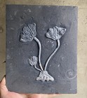 Natural Devonian Prehistoric Jurassic Biota Crinoids Fossils