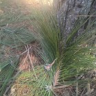 Fresh Green Louisiana        Cajun 2 Oz Long Leaf Pine Needles Organic Tea Infusion 