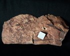 Very Rare Species Carboniferous Plant Fossil Seed Fern Diplotmema Subgeniculatum