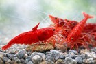 20 Mixed Color Neocaridina Shrimp Live Freshwater Aquarium Clean Up Crew