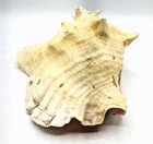 Conch Shell Horn Extra Large Queen Shell Sea Ocean Beach 11x9x6  Rare Nautical