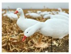 Snow Goose Full Body Hunting Decoys 6pack