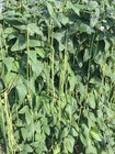 25  Mixed Yard Long Bean Seeds Green Or Purple Red Asian Chinese Long Bean