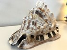 King Helmet Conch Shell 7    X 6    Semi-polished Beautiful Coastal Horn Specimen