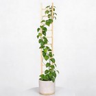 1pcs Indoor Plant Trellis     Durable Wooden Support For 25  H Wood Color-1pcs