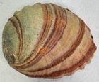 Red Abalone Shell Large 7 5 Inch