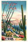 Ocotillo And Sahuaro Cactus 434 Herz Vintage Linen Postcard Unposted 42778