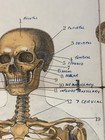 Antique W   Ak Johnson Anatomy Chart Circa 1903 Bones