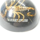 Real Scorpion In Resin Dome Paperweight Black Vintage Specimen Display Tucson Az