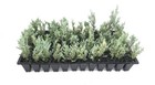 Juniper Moonglow   2 Inch   Juniperus Scopulorum   Groundcover   Erosion Control