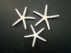 3 White Pencil  finger  Starfish 2-3  Beach Wedding Nautical Decor Art   Crafts