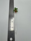 Vtg Blown Glass Swizzle Sticks Tropical Palm Tree Set Of 12 4-1 2    Pier 1 Fancy