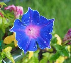 200  Morning Glory Seeds For Planting  Mixed Color Ipomoea Nil