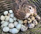 18 Jumbo Coturnix Quail Eggs