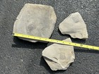 Eurypterid Fossil - Langs Quarry New York- Eurypterus Remipes - Silurian Lot
