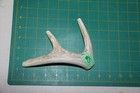 Medium Branched Deer Antler Dog Chew  5   Bone Chews Deer Elk Treats Deer 1018