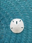 25 White Keyhole Sand Dollars      Approx 2        Florida Gulf Coast     Coastal Decor