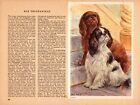 Vintage King Charles Spaniel Print Robert Scholz Dog Wall Art Illustration 5991u