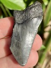Natural Beautiful 1 89    Megalodon Tooth Fossil Shark Teeth