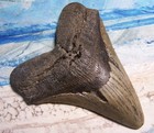 Megalodon Shark Tooth 5 3 16  Sharks Teeth Huge Jaw Fossil  Megladon Serrated