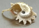 Angaria Sphaerula 24 55mm Spiny Seashell Kiener 1838 Collector Specimen