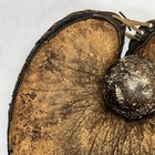 Vintage 1920s Baseball Glove Catchers Mitt Buckle Strap Antique