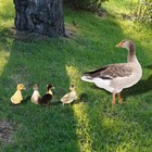 5 Pack Vivid Duck Yard Art Sign Artificial Duck Outdoor Garden Decor Sidewalks