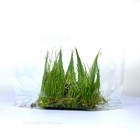 Dwarf Hairgrass Live Aquarium Plant Carpeting Freshwater Carpet Plant