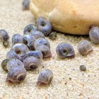 25 Live Ramshorn Snails Mixed Pink Blue Leopard Algae Eater Freshwater Aquarium