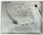 Antique Glass Plate Photo Negative - Cat On A Blanket In The Garden