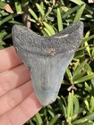 Natural Beautiful 2 65    Megalodon Tooth Fossil Shark Teeth