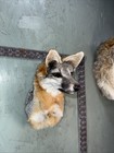 Beautiful Taxidermy Grey Fox Wall Mount Man Cave Mount Badger Bobcat