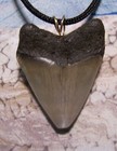 Megalodon Shark Tooth Necklace 1 7 8  Fossil Teeth Xl Pendant Jaw Megalodon Gem