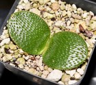 Brunsvigia Radula 6 Fresh Seeds