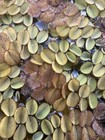 1 Big Portion - Salvinia Minima Floating Aquarium   Pond Buy 2 Get 1 Free