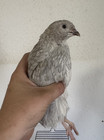 12 Japanese Coturnix Quail Hatching Eggs  assorted Colors 